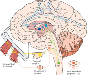 migraine-development-and-trigeminal-pathways