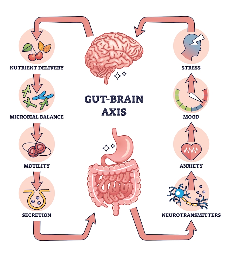 Gut-brain axis, gut health and migraines, gut microbiome and migraine, gut health and mood